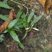 Goodyera procera (Ker Gawl.) Hook.